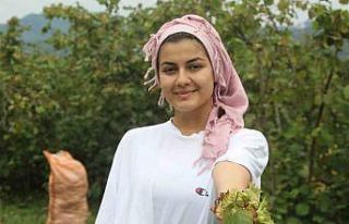 Yeşil altın fındıkta hasat başladı