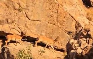 Yüksekova-Van kara yolunda sürü halindeki dağ...