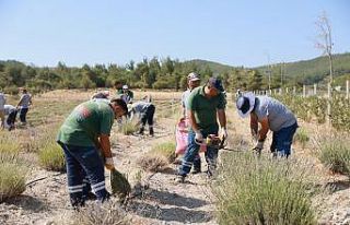 Yunusemre’de lavanta hasadı başladı