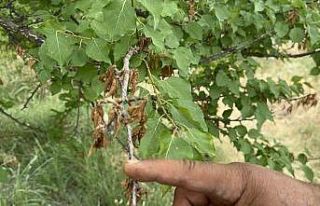 Yüzyılın donu meyve hasadını vurdu: 10 dönümde...