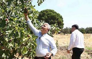 Zeytinlikler arasındaki ’bal’lı lezzet: Havran...