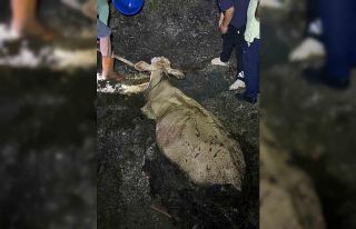 Zonguldak’ta kaybolan büyükbaş hayvan bataklıkta...