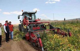 110 bin dekar alana ekilen kuru fasulyenin hasadına...