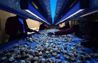 Aflatoksinli incire geçit yok