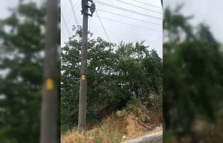 Ağaçların içinden geçen elektrik telleri tehlike...