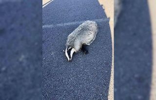 Akyaka’da aracın çarptığı porsuk telef oldu