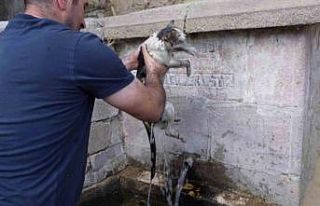 Alevlerin içinde kurtardığı kediye adeta can suyu...