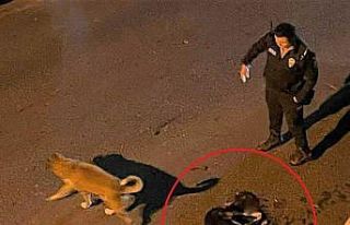 Altınordu Belediyesi çöp kamyonu sokak köpeğini...