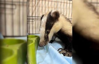 Antalya’da bir evin bahçesinde bulunan porsuk tedavi...