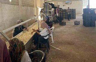 Arabanlı sarımsak çiftçisi, Ata tohumu tesisi...