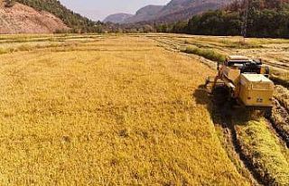 Aşırı sıcaklar "beyaz altın" çeltikte...