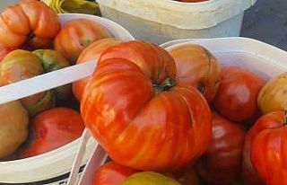 Ata tohumundan yetişen Mahman domatesi tezgahlarda...