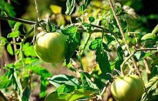 Ataşehir Belediyesi Kent Bostanları için yeni dönem...