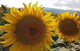 Ayçiçeği alım fiyatı açıklandı: Ton başına...