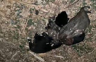 Bahçede iple boğulmuş 3 yavru köpek bulundu