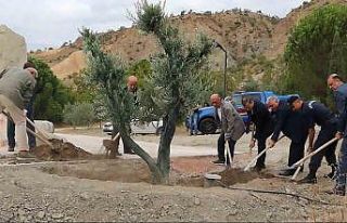 Baltacı Mehmet Paşa anısına asırlık zeytin ağacı...
