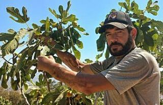 Başkasının kollarıyla incir hasadı yapıyor