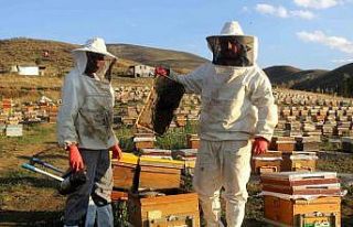 Bayburt’ta arıcıların bal hasadı sürüyor