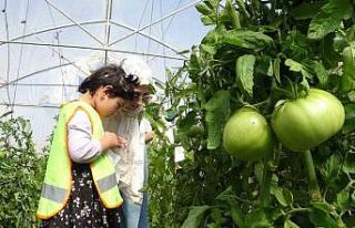 Bayburt’ta özel öğrenciler serada organik sebze...
