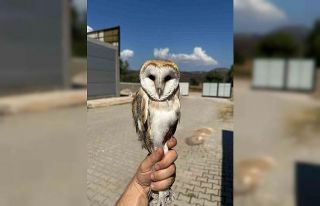 Bilecik’te yaralı halde bulunan peçeli baykuş...