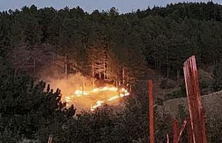 Bingöl’de çıkan orman yangını kontrol altına...