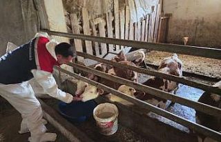 Bitlis’te aşılama çalışmaları devam ediyor
