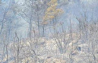 Bodrum orman yangınına yoğun müdahale