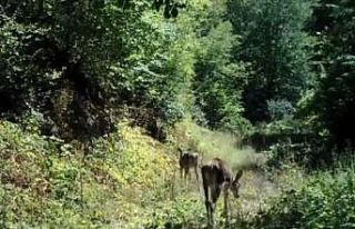 Bolu’da nadir görülen kızıl geyikler görüntülendi