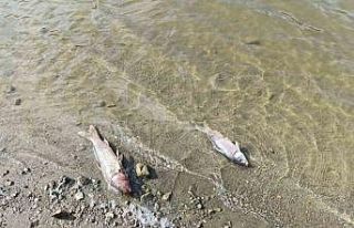 Burcun Göleti’nde balık ölümleri