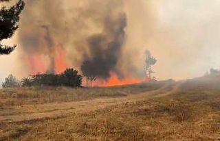 Bursa’da orman aygını