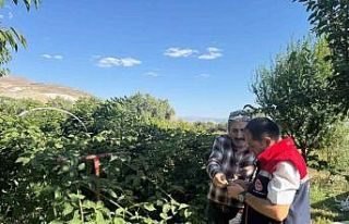 Büyük Çakırman köyündeki böğürtlen üretimi...