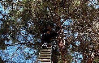 Çam ağacında mahsur kalan kediyi itfaiye kurtardı