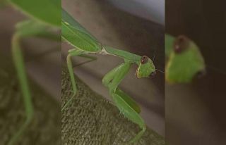 Çiftçi dostu: Peygamberdevesi