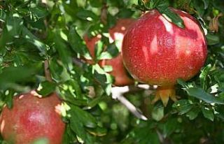 Denizli’de nar hasadı başladı