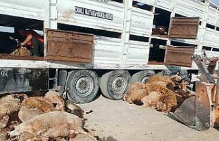 Devrilen tırdaki 147 küçükbaş hayvan telef oldu