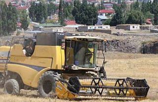 Diyadin’de hasat mevsimi başladı