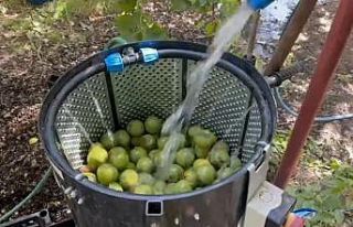 Dünyaca ünlü tescilli Adilcevaz cevizi hasadı...