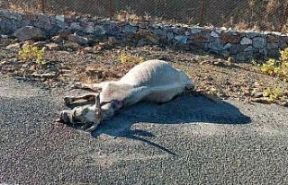 Elazığ’da otomobilin çarptığı at telef oldu