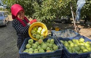 Elma diyarı Eğirdir’de hasat başladı, kuraklık...