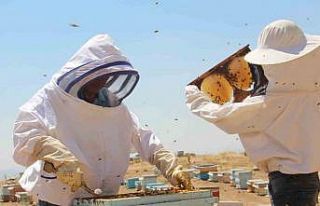 Erzincan’da arıcıların bal hasadı sürüyor