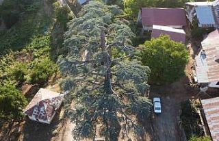 Feke’deki 6 asırlık "Toros Sediri" görenleri...