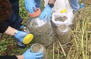 Fındık bahçesindeki bidonlardan uyuşturucu çıktı