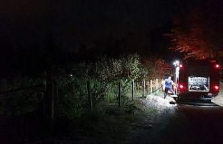 Fındıklıkta yakılan ateş yangına sebep oldu