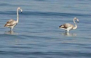 Flamingoların yeni durağı İskele sahili oldu