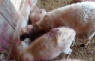 Gece ağıla giren kurt, 8 kuzuyu telef etti