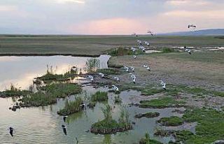 Göçmen kuşlar dönüş yolunda