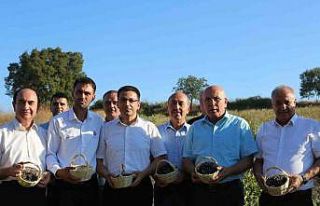 Gönen’de 2. aronya hasadı yapıldı