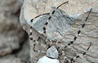 Hakkari’de dünyanın en zehirli örümcek türlerinden...