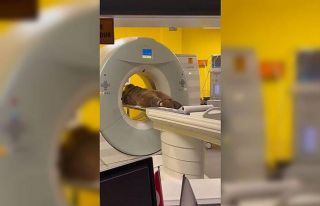 Hayvanat bahçesinde yediği meyveden rahatsızlanan...