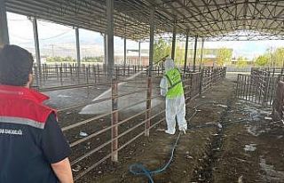 Iğdır’da açılan hayvan pazarı 2 hafta sonra...